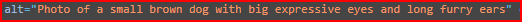 Example of alt text used with an image