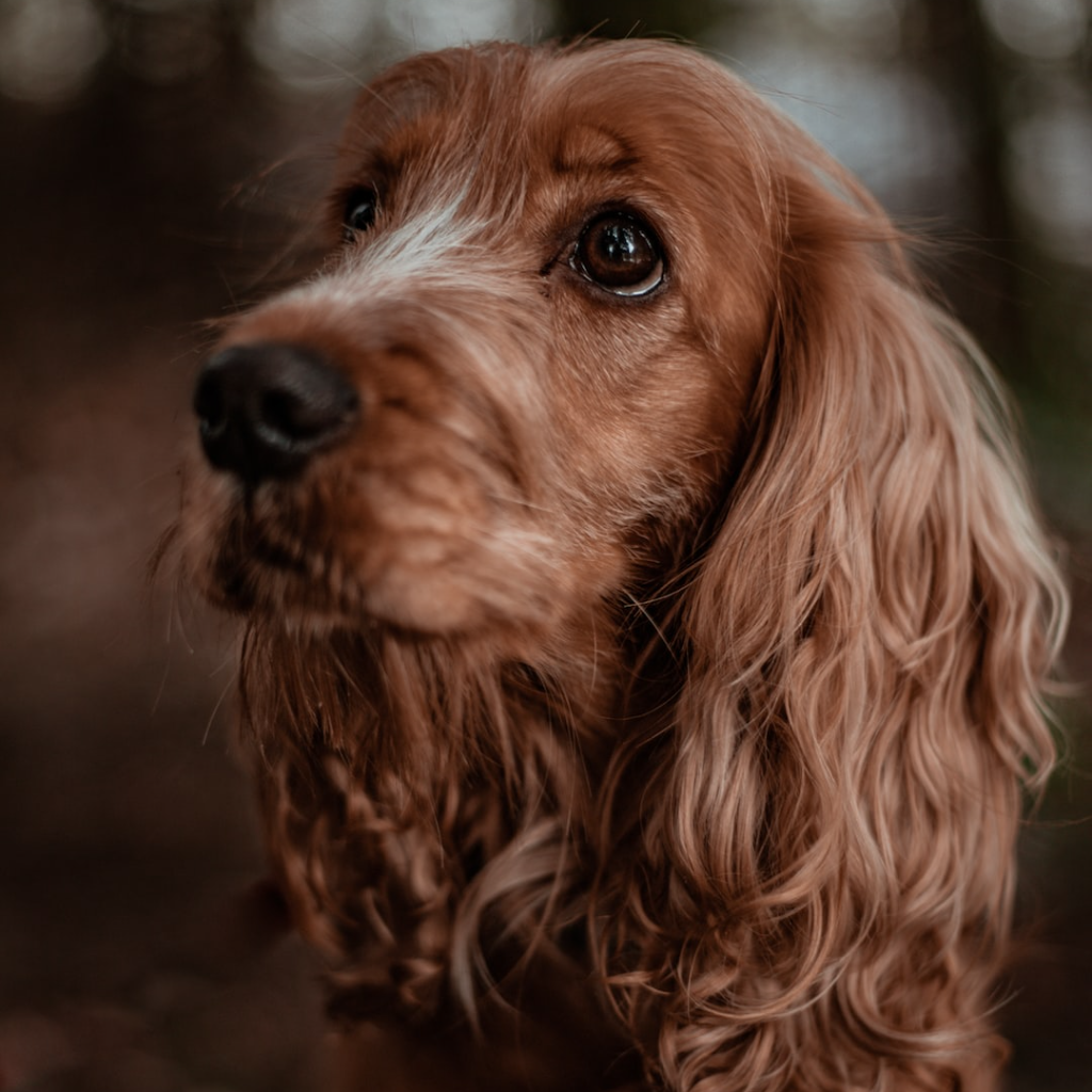 a small brown dog with big expressive eyes and long furry ears